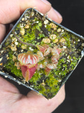 Load image into Gallery viewer, Cephalotus follicularis Albany Pitcher Plant DMV781 (P40)