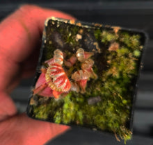 Load image into Gallery viewer, Cephalotus follicularis Albany Pitcher Plant (unknown clone)