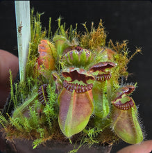 Load image into Gallery viewer, Cephalotus follicularis Walpole
