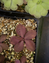 Load image into Gallery viewer, Pinguicula hybrid DMV1789
