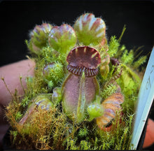 Load image into Gallery viewer, Cephalotus follicularis Walpole