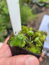 Load image into Gallery viewer, Cephalotus follicularis Albany Pitcher Plant DMV781