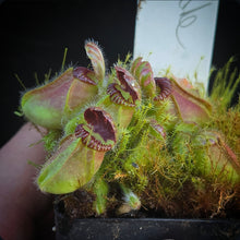 Load image into Gallery viewer, Cephalotus follicularis Walpole