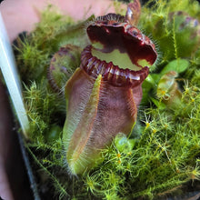 Load image into Gallery viewer, Cephalotus follicularis Donnelly River Albany Pitcher Plant