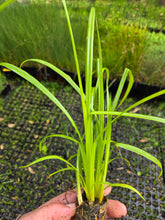 Load image into Gallery viewer, Cyperus exaltatus