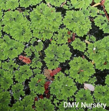 Load image into Gallery viewer, Azolla filiculoides