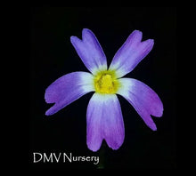 Load image into Gallery viewer, Pinguicula primuliflora