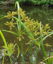 Load image into Gallery viewer, Cyperus exaltatus