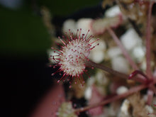 Load image into Gallery viewer, Drosera prolifera The Hen and Chicks Sundew