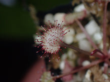 Load image into Gallery viewer, Drosera prolifera The Hen and Chicks Sundew
