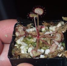 Load image into Gallery viewer, Drosera prolifera The Hen and Chicks Sundew