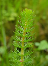 Load image into Gallery viewer, Myriophyllum crispatum 'HV'