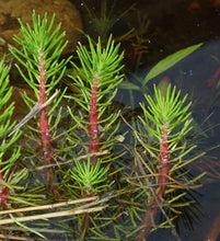 Load image into Gallery viewer, Myriophyllum papillosum Red Stem