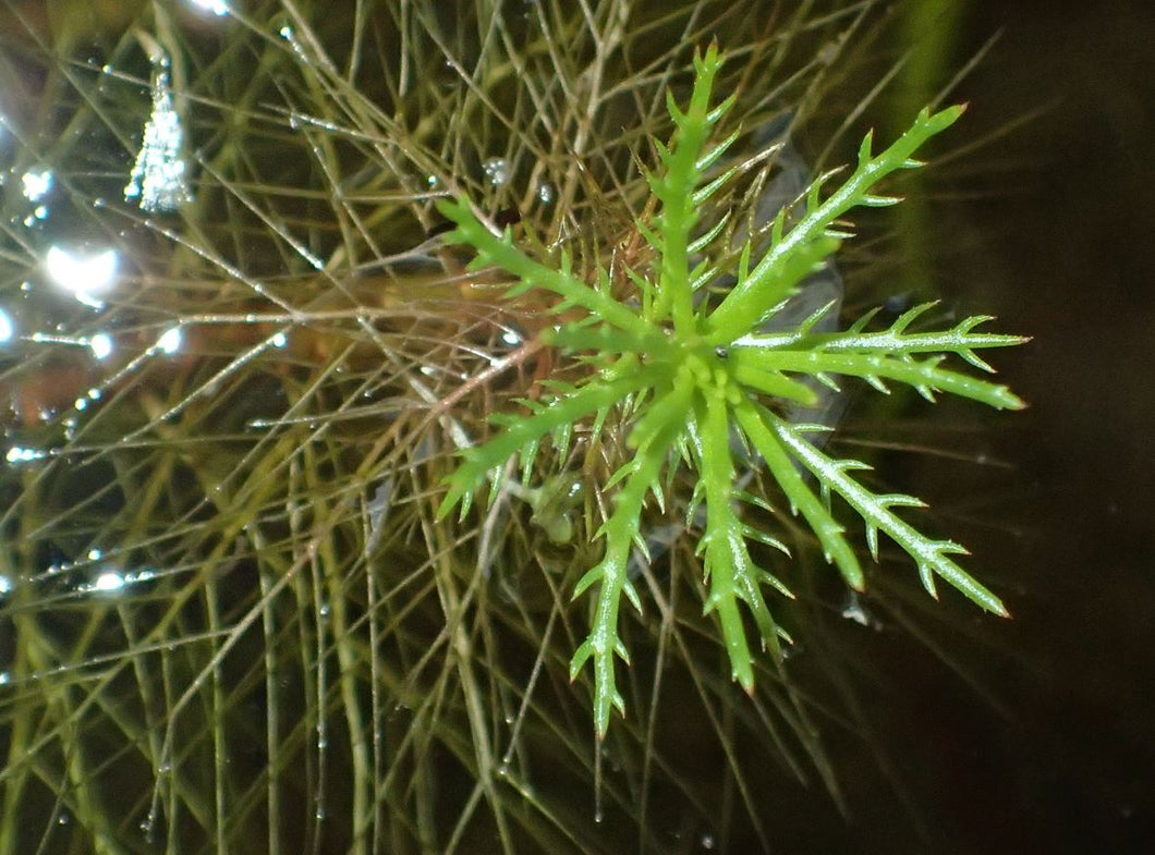 Myriophyllum variifolium (CH)