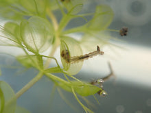 Load image into Gallery viewer, Aldrovanda vesiculosa