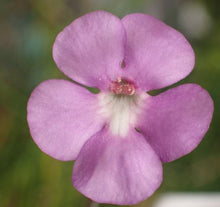 Load image into Gallery viewer, Pinguicula ehlersiae