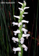 Load image into Gallery viewer, Spiranthes odorata