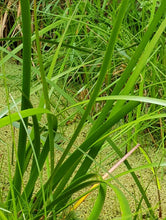 Load image into Gallery viewer, Baumea preissii