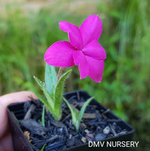 Load image into Gallery viewer, Rhodohypoxis baurii Pink