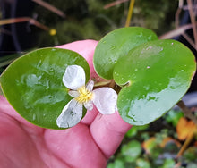 Load image into Gallery viewer, Hydrocharis dubia Native Frogbit DMV668