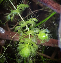 Load image into Gallery viewer, Aldrovanda vesiculosa