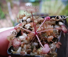 Load image into Gallery viewer, Drosera prolifera The Hen and Chicks Sundew