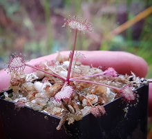 Load image into Gallery viewer, Drosera prolifera The Hen and Chicks Sundew
