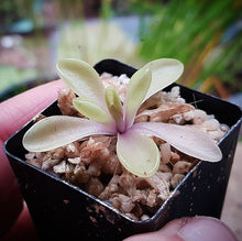 Load image into Gallery viewer, Pinguicula emarginata x gypsicola Fungus Gnat Control