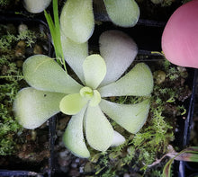 Load image into Gallery viewer, Pinguicula agnata x potosiensis