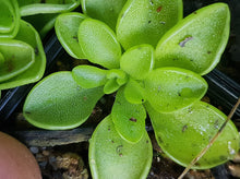 Load image into Gallery viewer, Pinguicula Emarginata x Weser Butterwort
