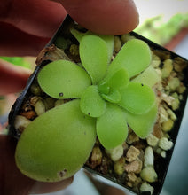 Load image into Gallery viewer, Pinguicula emarginata x gypsicola Fungus Gnat Control