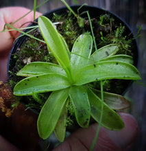 Load image into Gallery viewer, Pinguicula primuliflora