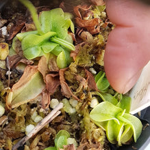 Load image into Gallery viewer, Pinguicula primuliflora var rosea