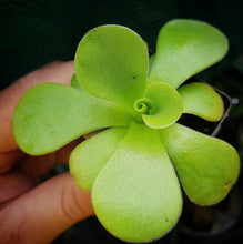 Load image into Gallery viewer, Pinguicula agnata Lagunda