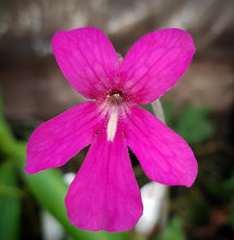 Load image into Gallery viewer, Pinguicula. sp. “Mazatecas” (small)