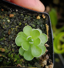 Load image into Gallery viewer, Pinguicula esseriana