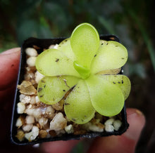 Load image into Gallery viewer, Pinguicula x Gina