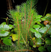 Load image into Gallery viewer, Myriophyllum papillosum Red Stem