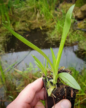 Load image into Gallery viewer, Spiranthes odorata