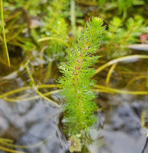 Load image into Gallery viewer, Myriophyllum crispatum 'HV'