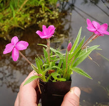 Load image into Gallery viewer, Rhodohypoxis baurii Pink