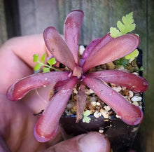 Load image into Gallery viewer, Pinguicula 'Down Under'