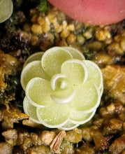 Load image into Gallery viewer, Pinguicula esseriana