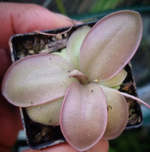 Load image into Gallery viewer, Large Pinguicula. sp. “Mazatecas”
