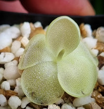 Load image into Gallery viewer, Pinguicula &#39;Sethos&#39;
