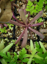 Load image into Gallery viewer, Pinguicula 'Down Under'