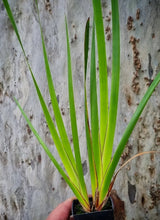 Load image into Gallery viewer, Baumea preissii