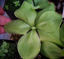 Load image into Gallery viewer, Pinguicula rectifolia