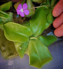 Load image into Gallery viewer, Pinguicula moranensis White Form
