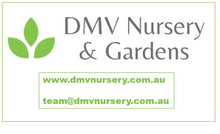 Load image into Gallery viewer, Aldrovanda vesiculosa NSW form